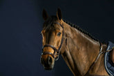 Dy'on D Collection Double Noseband Bridle